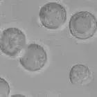 mushroom spore image