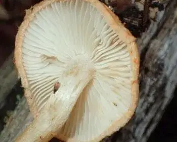 Büschel-Hallimasch - Armillaria tabescens