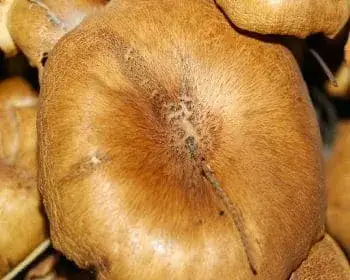 Büschel-Hallimasch - Armillaria tabescens