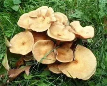Büschel-Hallimasch - Armillaria tabescens