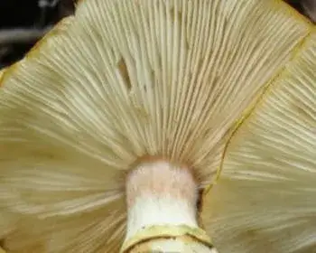 Honey Fungus - Armillaria mellea