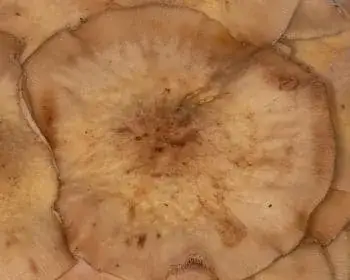 Honey Fungus - Armillaria mellea