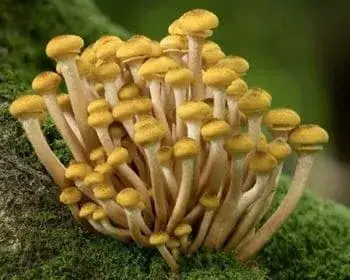 Honey Fungus - Armillaria mellea