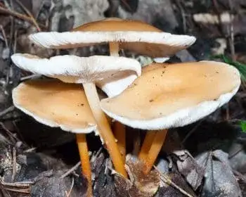 Eichen-Schwindling - Gymnopus dryophilus
