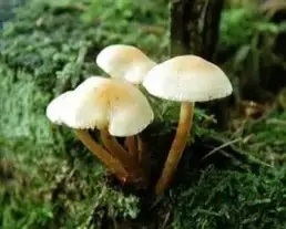 Rozsdásszárú fülőke