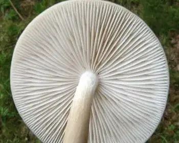 Rooting Shank - Xerula radicata