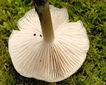 Széleslemezű fülőke - Clitocybula platyphylla 