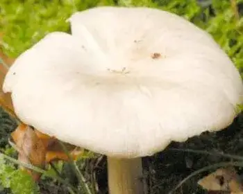 Széleslemezű fülőke - Clitocybula platyphylla 