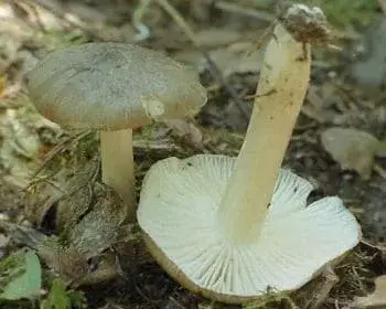 Széleslemezű fülőke - Clitocybula platyphylla 