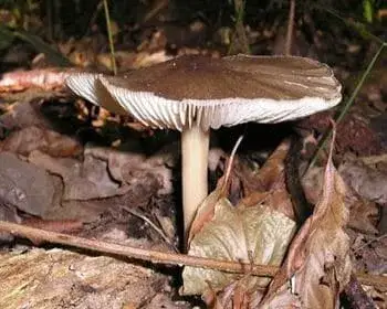 Széleslemezű fülőke - Clitocybula platyphylla 