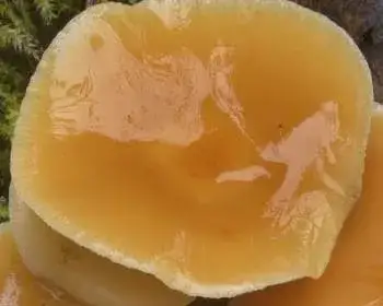 Samtfußrübling