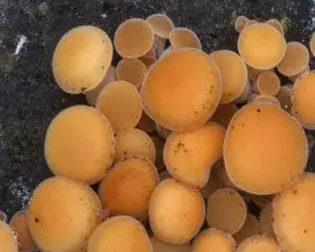 Samtfußrübling