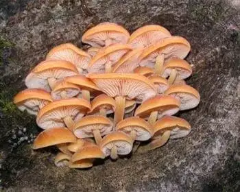 Samtfußrübling