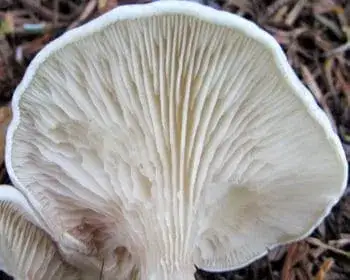 Miller - Clitopilus prunulus