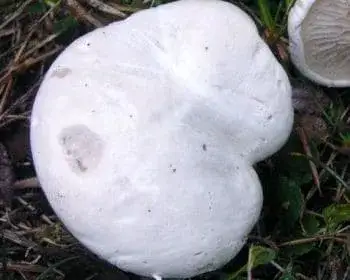 Miller - Clitopilus prunulus