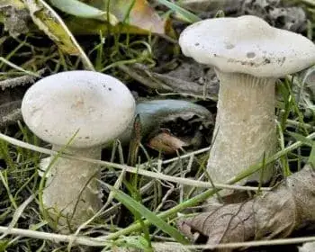 Miller - Clitopilus prunulus