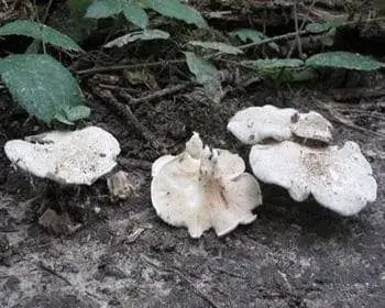 Miller - Clitopilus prunulus