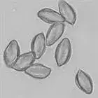 mushroom spore image