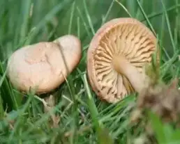 Mezei szegfűgomba