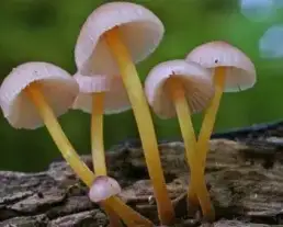 Sárgástönkű kígyógomba