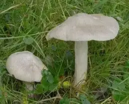 Nagy döggomba