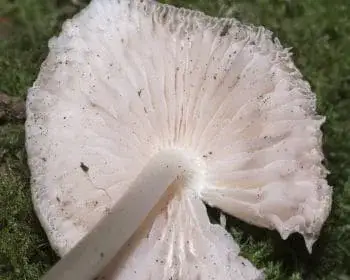 Wood Pinkgill