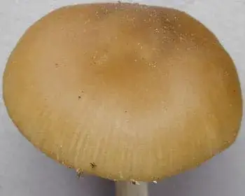 Wood Pinkgill