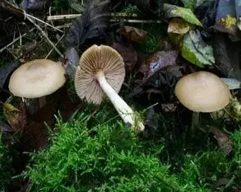 Wood Pinkgill