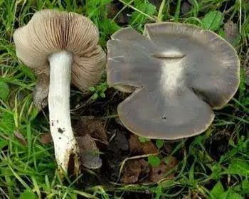 Wood Pinkgill