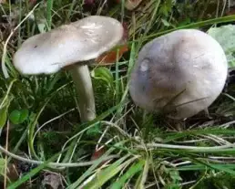 Tövisaljagomba