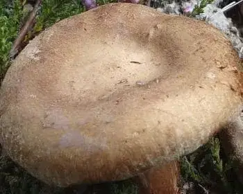 Kahler Krempling - Paxillus involutus