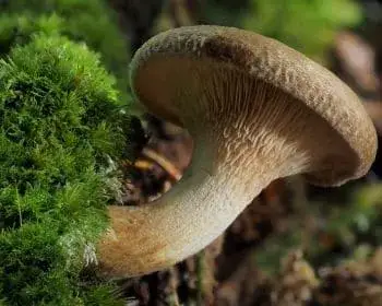 Kahler Krempling - Paxillus involutus