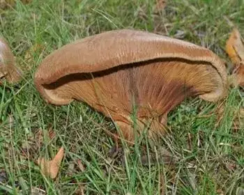 Kahler Krempling - Paxillus involutus