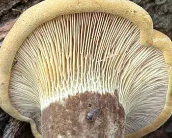 Samtfuß-Krempling - Tapinella atrotomentosa