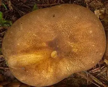 Samtfuß-Krempling - Tapinella atrotomentosa