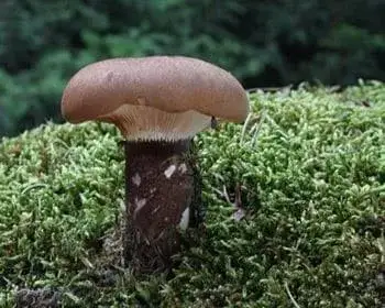 Samtfuß-Krempling - Tapinella atrotomentosa