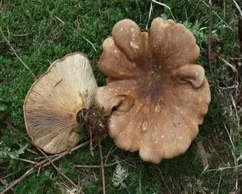 Samtfuß-Krempling - Tapinella atrotomentosa