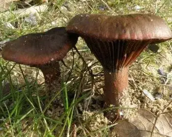 Copper Spike - Chroogomphus rutilus