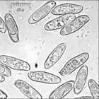 mushroom spore image