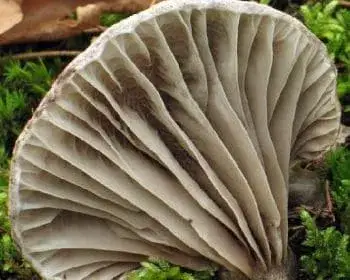 Brauner Schleimkopf - Gomphidius glutinosus
