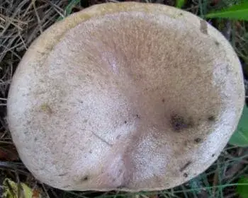 Brauner Schleimkopf - Gomphidius glutinosus