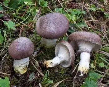 Brauner Schleimkopf - Gomphidius glutinosus
