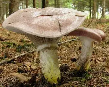 Brauner Schleimkopf - Gomphidius glutinosus