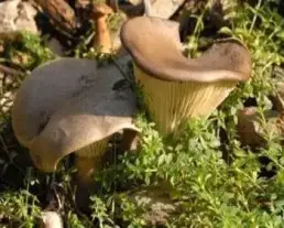 Barna nyálkásgomba