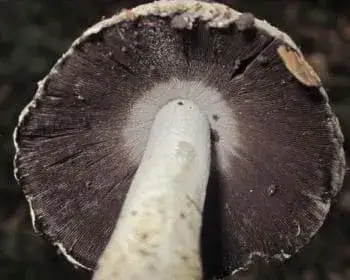 Falten-Tintling - Coprinopsis atramentaria
