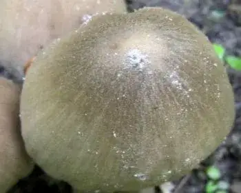 Falten-Tintling - Coprinopsis atramentaria