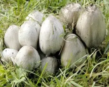 Falten-Tintling - Coprinopsis atramentaria