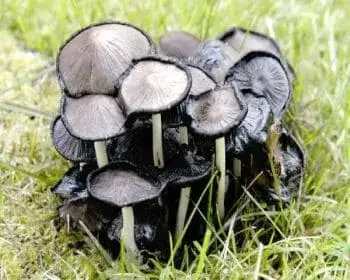 Falten-Tintling - Coprinopsis atramentaria