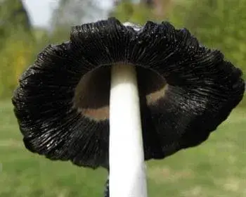 Schopf-Tintling - Coprinus comatus
