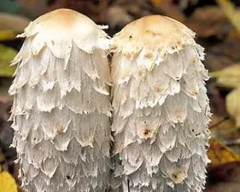 Schopf-Tintling - Coprinus comatus